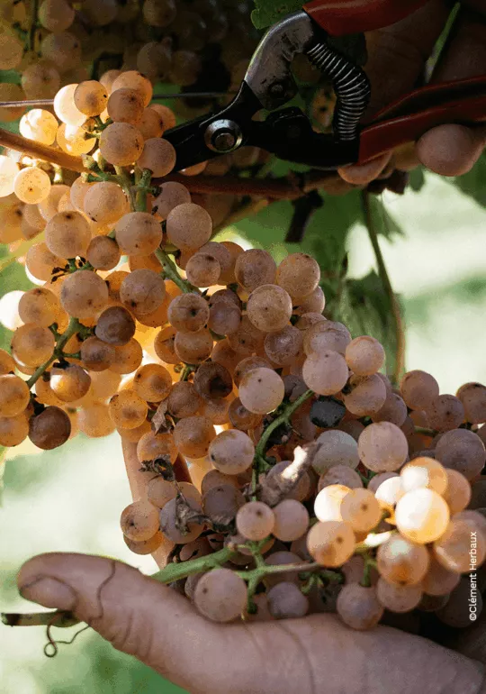 Carte des vins